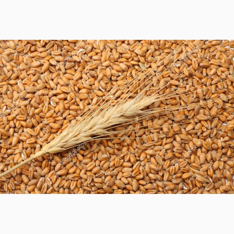 Где Купить Пшеницу В Красноярске
