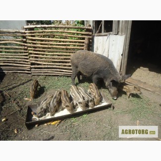 Поросята породы Мангал, поросят диких свиней