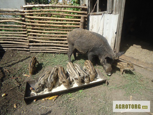 Поросята породы Мангал, поросят диких свиней