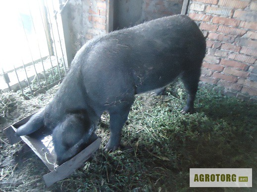 Фото 2. Поросята породы Мангал, поросят диких свиней