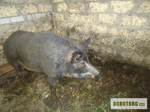 Фото 3. Поросята породы Мангал, поросят диких свиней