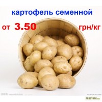 Купить картофель семенной