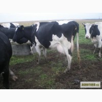 Продам корів та тільних телиц