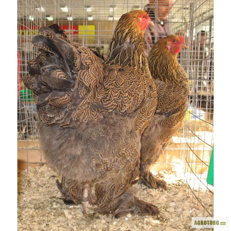 Фото 2. Инкубационное яйцо и цыплята
