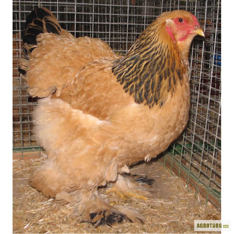 Фото 3. Инкубационное яйцо и цыплята