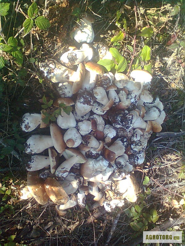 Фото 2. Білі гриби