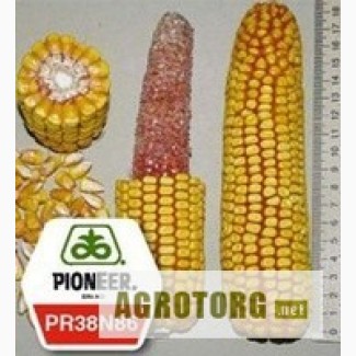 Продам насіння кукурудзи гiбрид ПР38Н86 (PR38N86)
