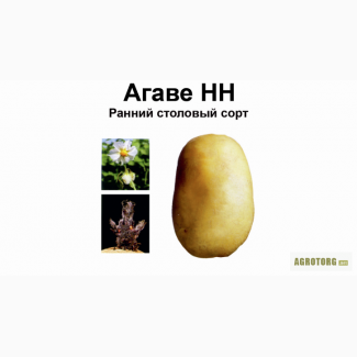 Ранний сорт Агаве