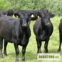 Продам КРС быков телок мясных пород абердин-ангус симменталы