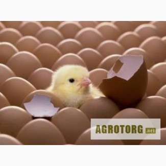 Яйця інкубаційні качині та гусячі