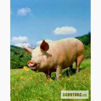 Покупаем свиней живым весом в большом количестве на постоянной основе