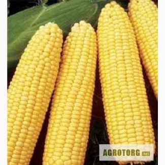 Гибрид кукурузы PIONEER P9175