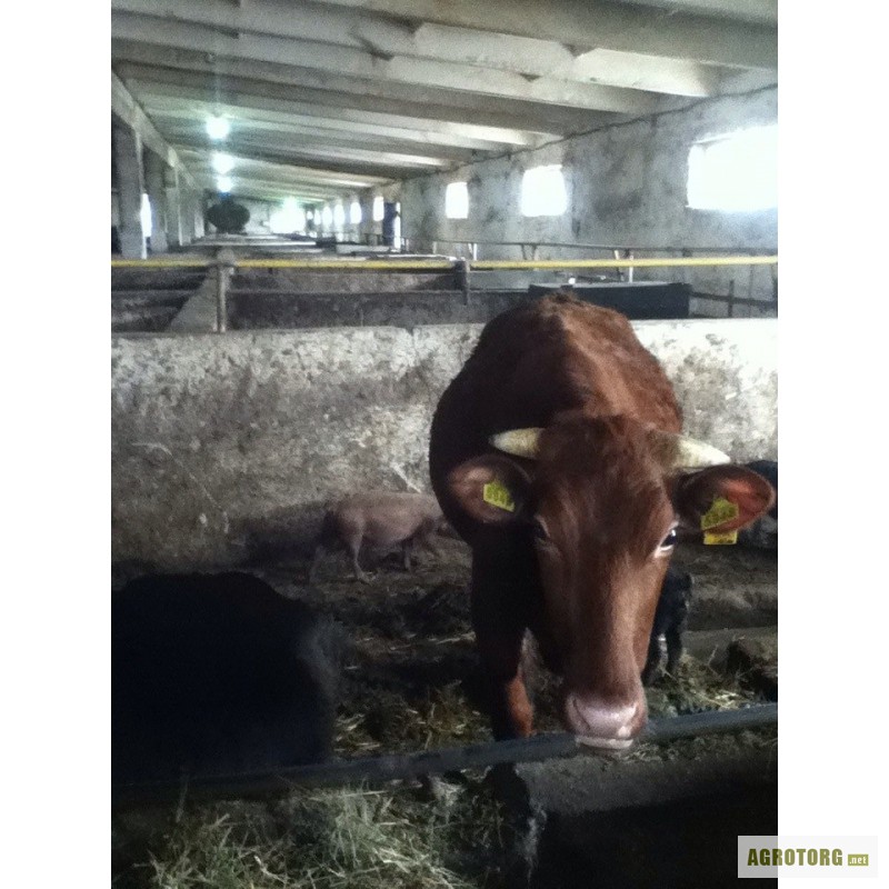 Фото 2. Коровы дойные. Черно-рябые и красная степная.