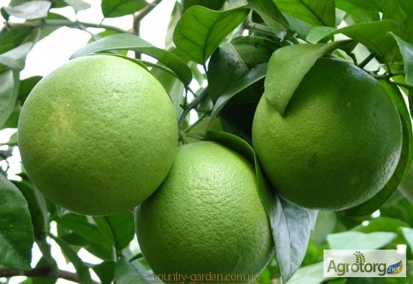 Фото 3. Продам саженцы Апельсина с плодами (комнатное растение)