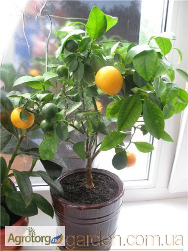 Фото 5. Продам саженцы Апельсина с плодами (комнатное растение)