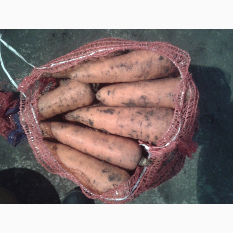 Фото 2. Продам морковь оптом урожай 2017 года в днепре