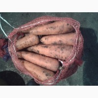 Продам морковь оптом урожай 2017 года в днепре