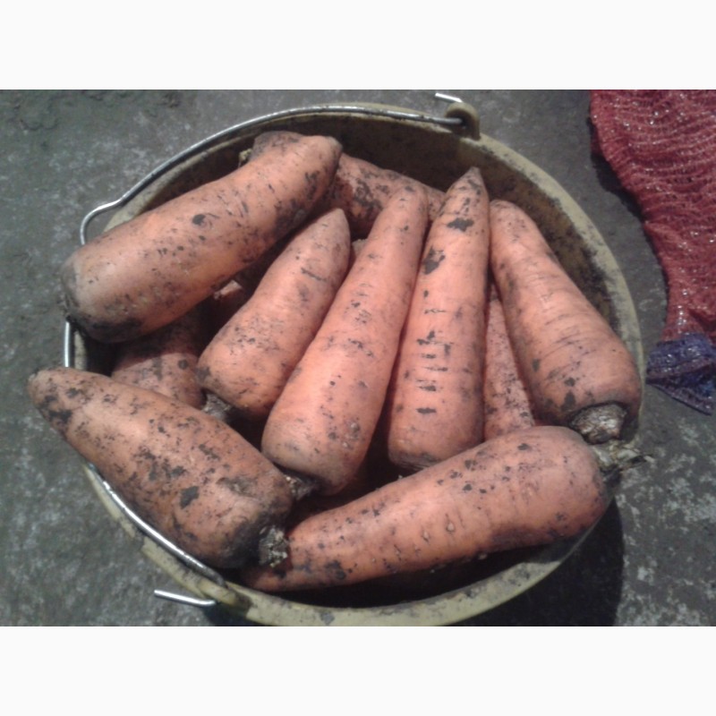 Фото 4. Продам морковь оптом урожай 2017 года в днепре