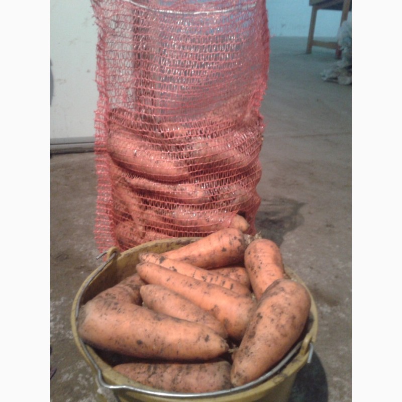 Фото 5. Продам морковь оптом урожай 2017 года в днепре