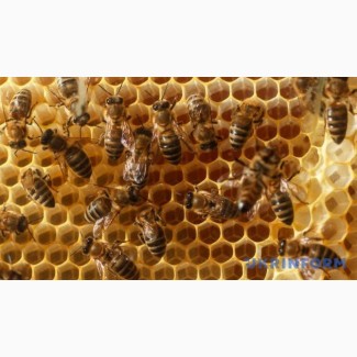 Продам бджолопакети в кількості 110-120 шт