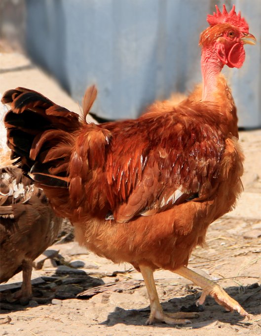 Цыплята, утята, индюшат, гусята ОПТ и розница