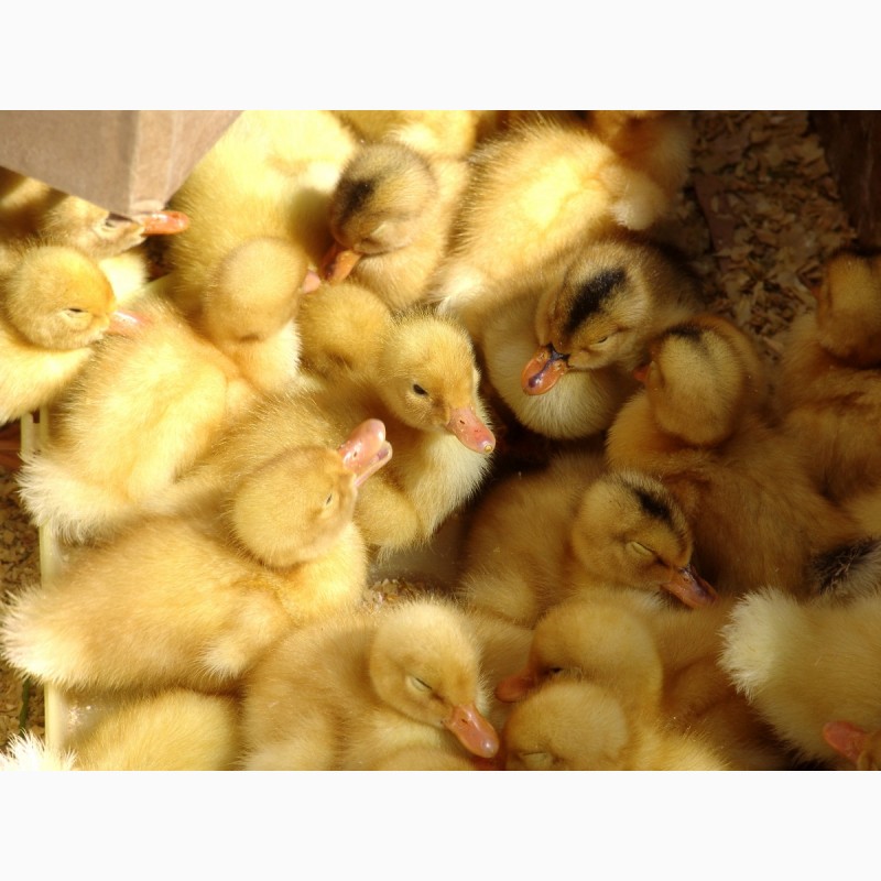 Фото 5. Цыплята, утята, индюшат, гусята ОПТ и розница