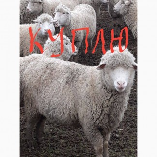 ПРЕДЛОЖИТЕ овец породы меринос