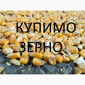Закуповуємо по Тернопільській області кукурудзу для власної переробки