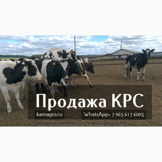 Продаю коров дойных, нетелей молочных пород 1 500 голов КРС