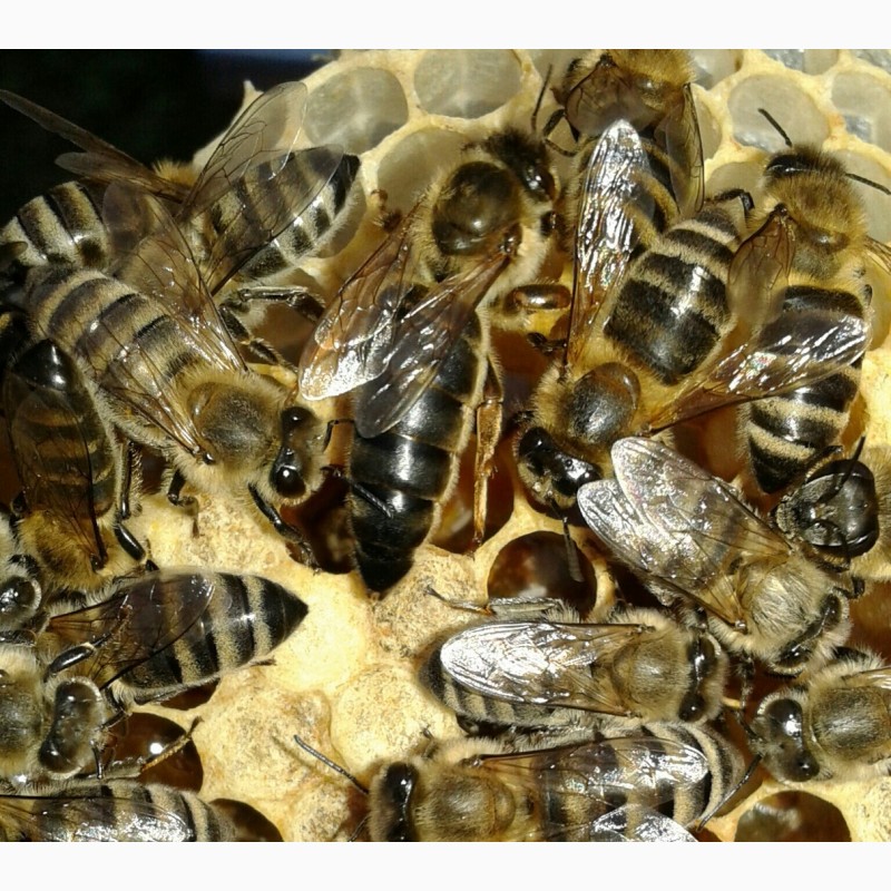 Продам 150грнПлодні Пчеломатки карпатки 2019