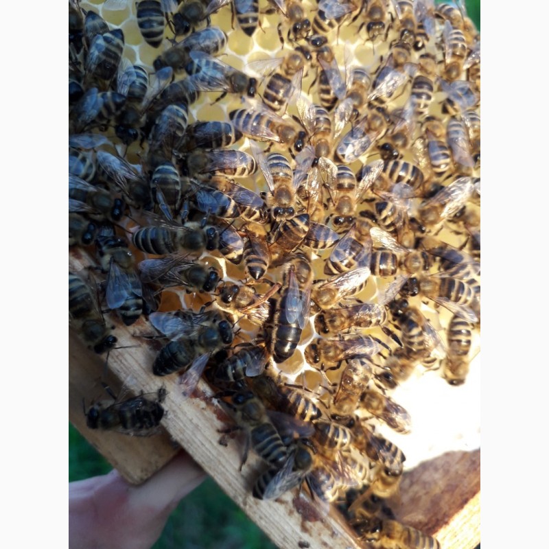 Фото 2. Продам 150грнПлодні Пчеломатки карпатки 2019