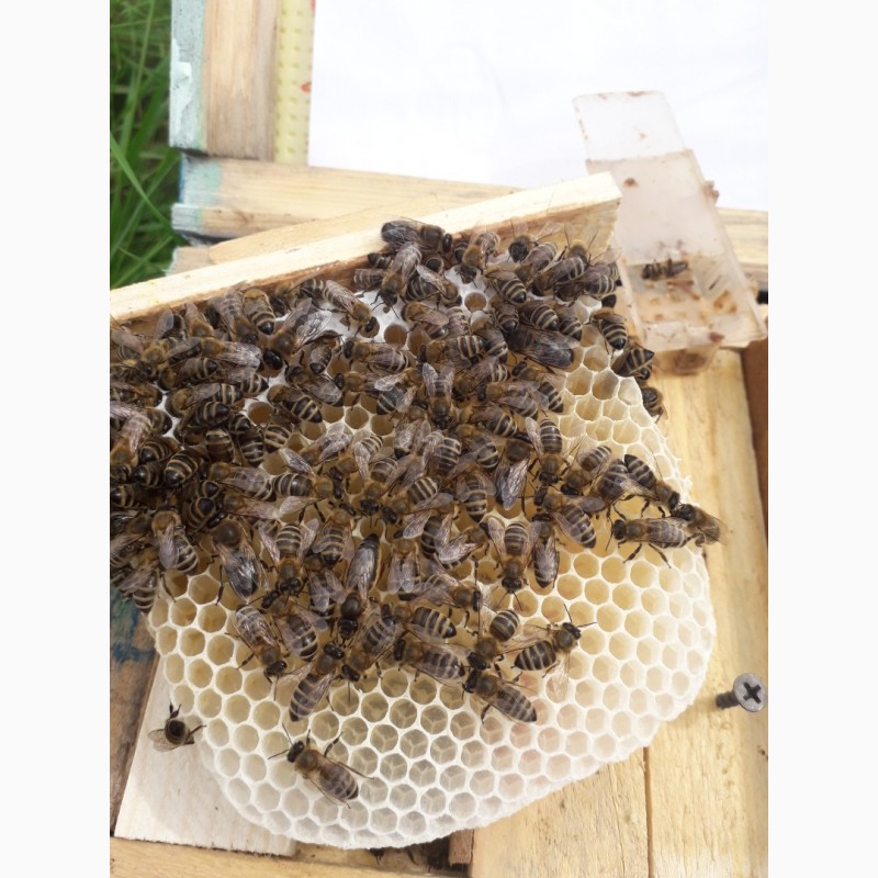 Фото 3. Продам 150грнПлодні Пчеломатки карпатки 2019