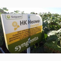 Семена подсолнечника НК Неома Круизер Clearfield (Syngenta)