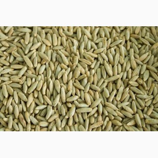Жито для виготовлення борошна та крупи (зерно в мішках по 25 кг.)