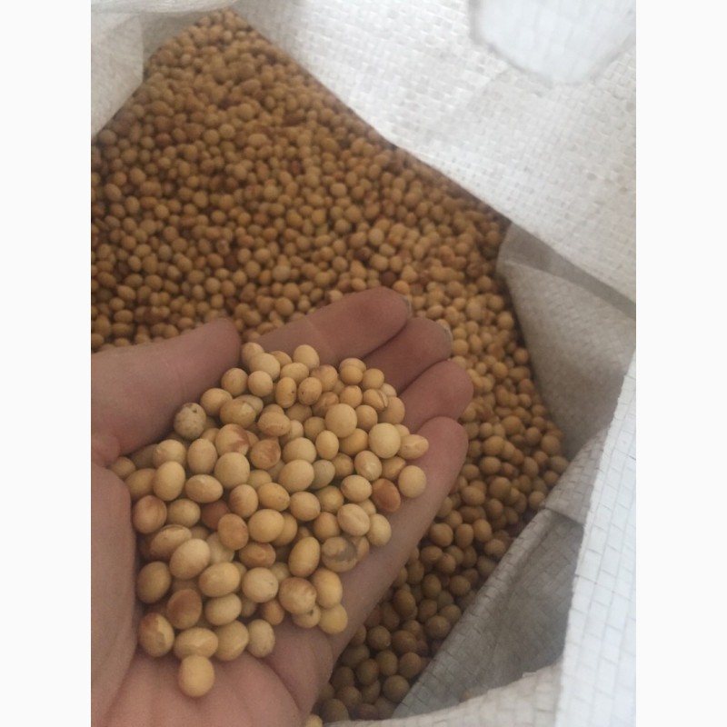 Продам семена сои не ГМО (ДК 4173)