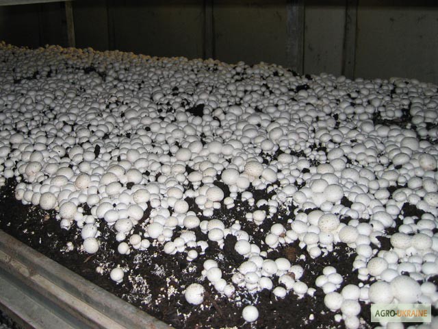 Фото 7. Грибниця шампіньона - насіння (спори) шампіньонів. Якість 100%