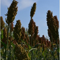 Семена зернового сорго Ютами, Yutami, 100-105 дней
