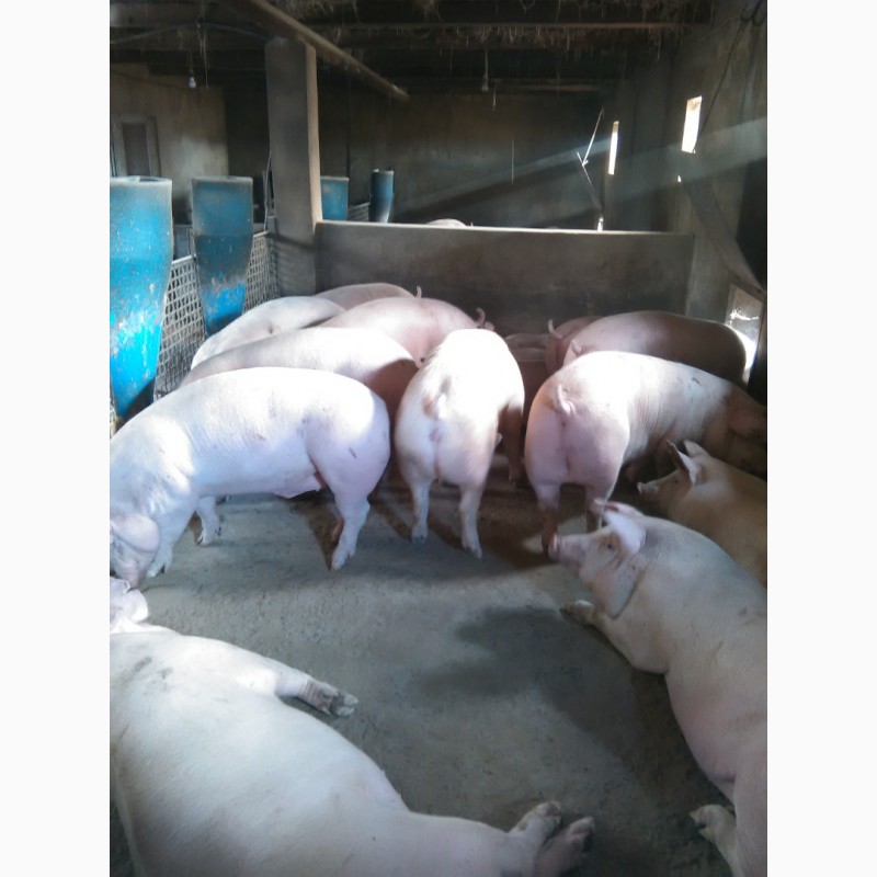 Фото 2. Продам свиней Бекон 58 голов. Весом 120-150 кг