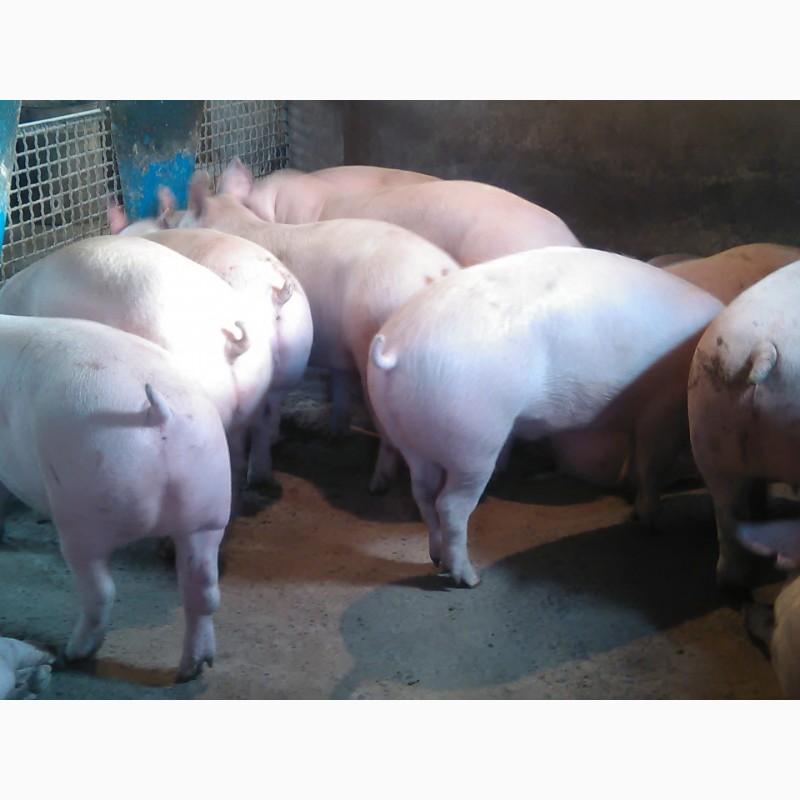 Фото 3. Продам свиней Бекон 58 голов. Весом 120-150 кг