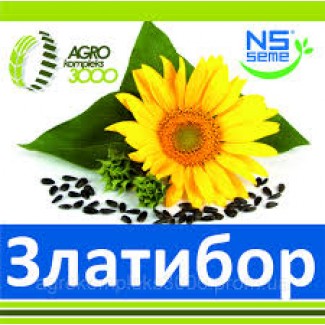 Пропонуємо насіння гібриду соняшнику НС Златибор/посухостійкий