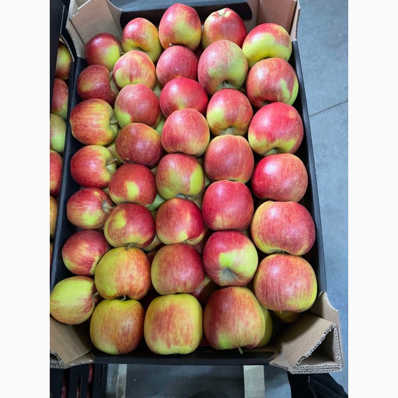 Фото 6. Продам яблоки несколько сортов с хранилищя. От производителя с 20 тонн