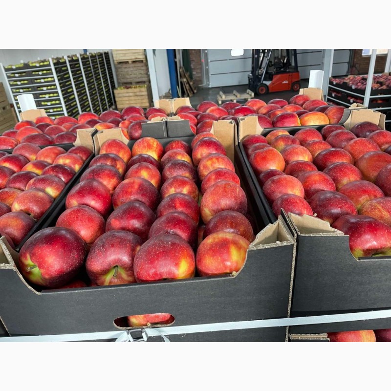Фото 7. Продам яблоки несколько сортов с хранилищя. От производителя с 20 тонн