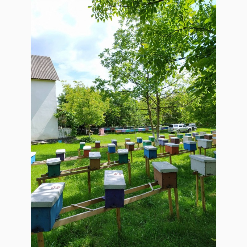 Фото 2. Бджоломатки Карпатка 2021 року
