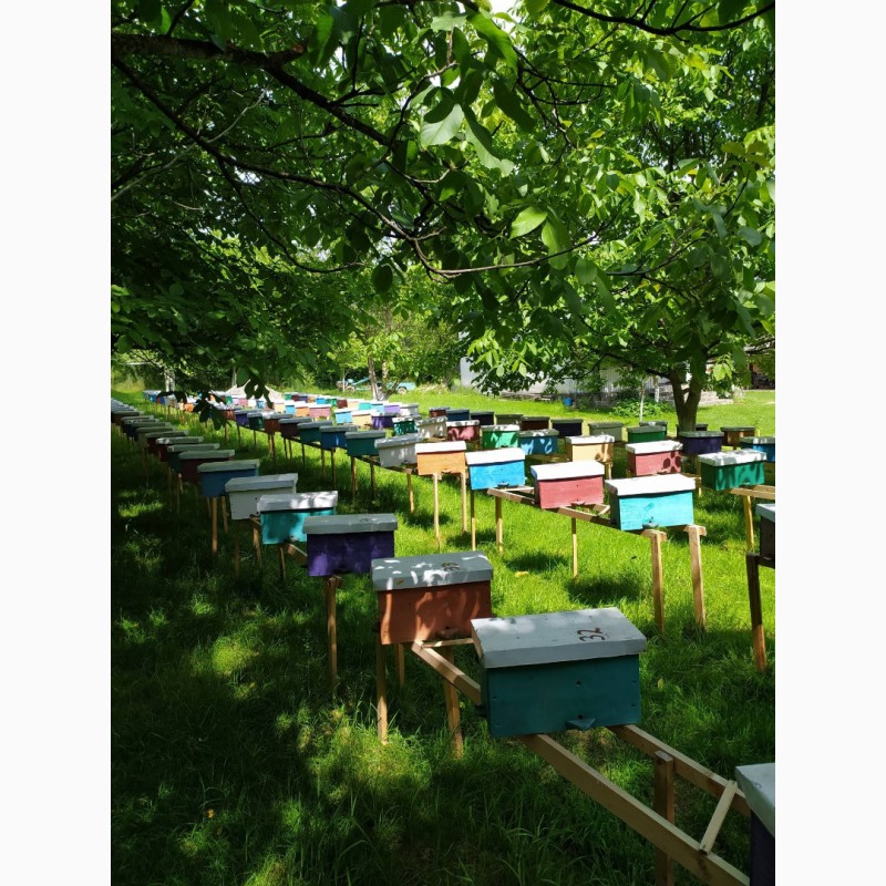 Фото 5. Бджоломатки Карпатка 2021 року