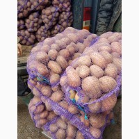 Закупка картошки оптом 500 тонн