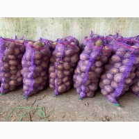 Товарна Картопля урожай 2022, сорти Арізона, Коломбо 100 тон