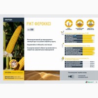 RAGT насіння кукурудзи РЖТ ФЕРОККСІ
