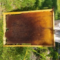 Продам бджолосім#039;ї, відводки, рамки суш