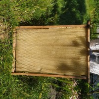 Продам бджолосім#039;ї, відводки, рамки суш