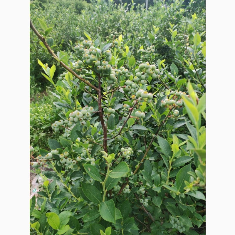 Фото 2. Продам свіжу лохину власного вирощування. Солодка крупна ягода, опт та роздріб